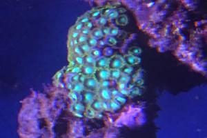 green Zoanthid Thumbnail