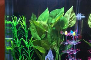 5 gallon freshwater  Thumbnail
