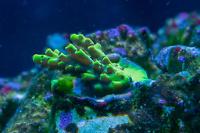Reef Raft Wolverine Thumbnail