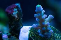 purple Staghorn Acropora Thumbnail