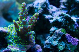 Wild pastel blue with florescent green polyps Thumbnail