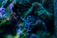 Green Mushroom Thumbnail