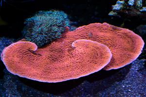 Red Monti Cap Thumbnail
