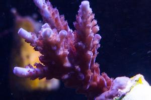 Wild purple Thumbnail