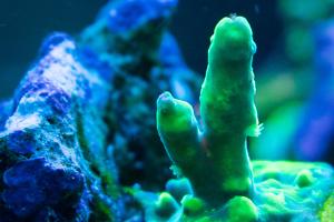 Wild green smooth skin Thumbnail