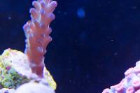 Wild gold Thumbnail