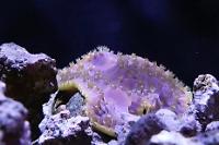 Purple Scroll Thumbnail