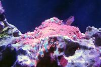 Tail Spot Blenny Thumbnail