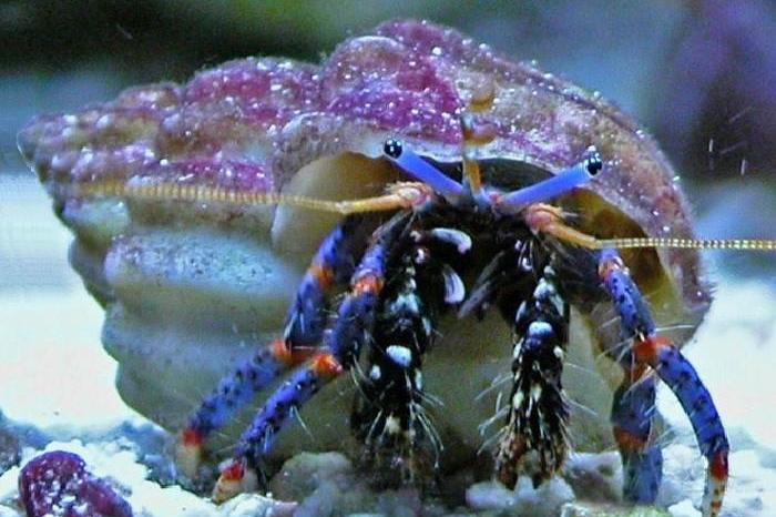 Blue Legged Hermit Crab / Clibanarius tricolor 2418