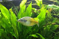 Red Neon Blue Eye Rainbowfish Thumbnail