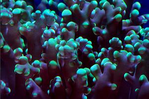 Frogspawn Coral - Branched Reef Works cultured Thumbnail