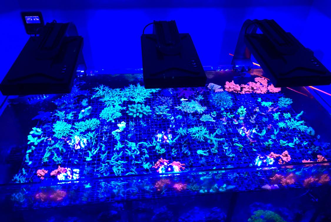 Coral Lab on Feb 10, 2018
