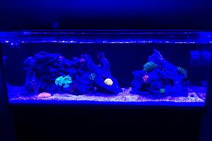30L Reef Thumbnail