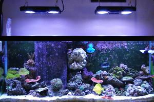New Radion XR30w Pro LED