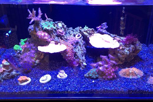 My Aquarium Thumbnail