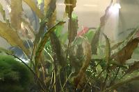 Cryptocoryne Wendtii Thumbnail