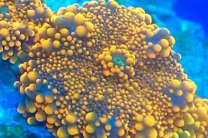 Ricordea Mushroom Orange Spotted Thumbnail