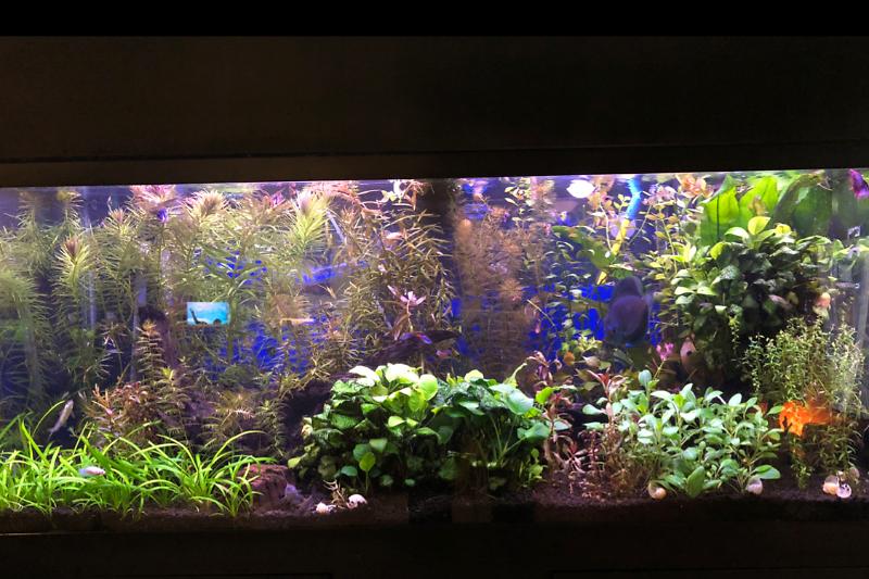 75 planted Thumbnail