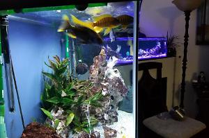 The Cichlid Hut on March 12, 2018