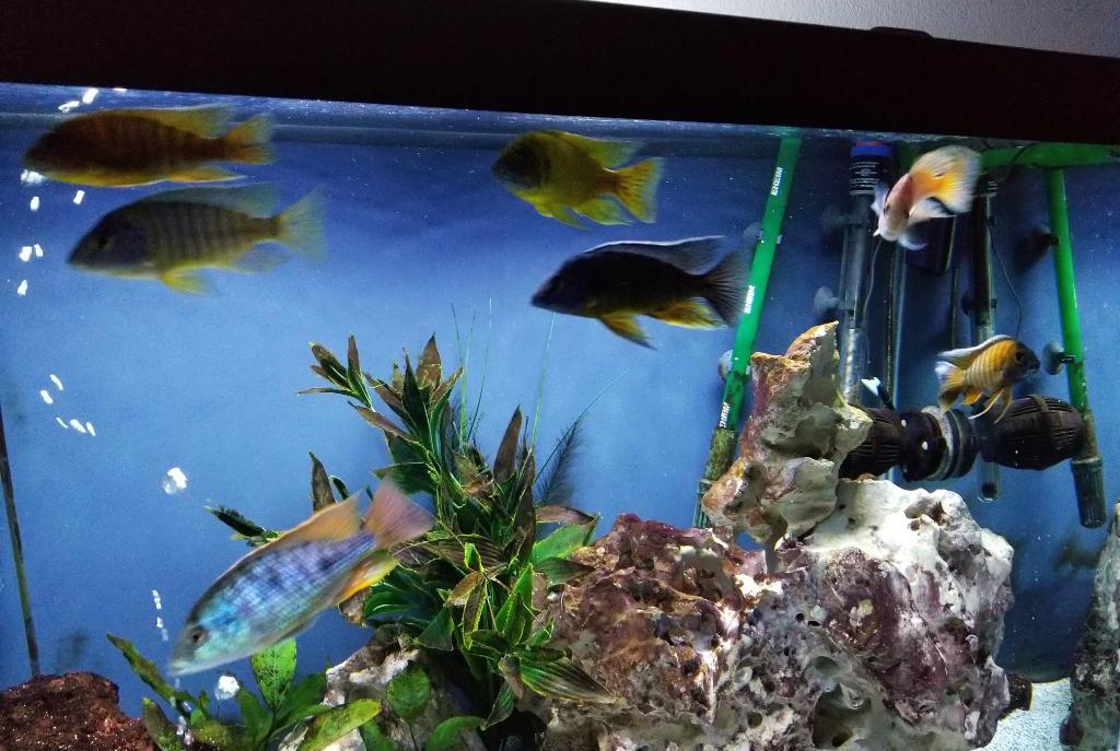 The Cichlid Hut on March 12, 2018