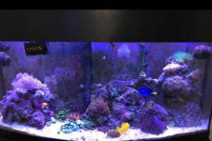 Reef Thumbnail