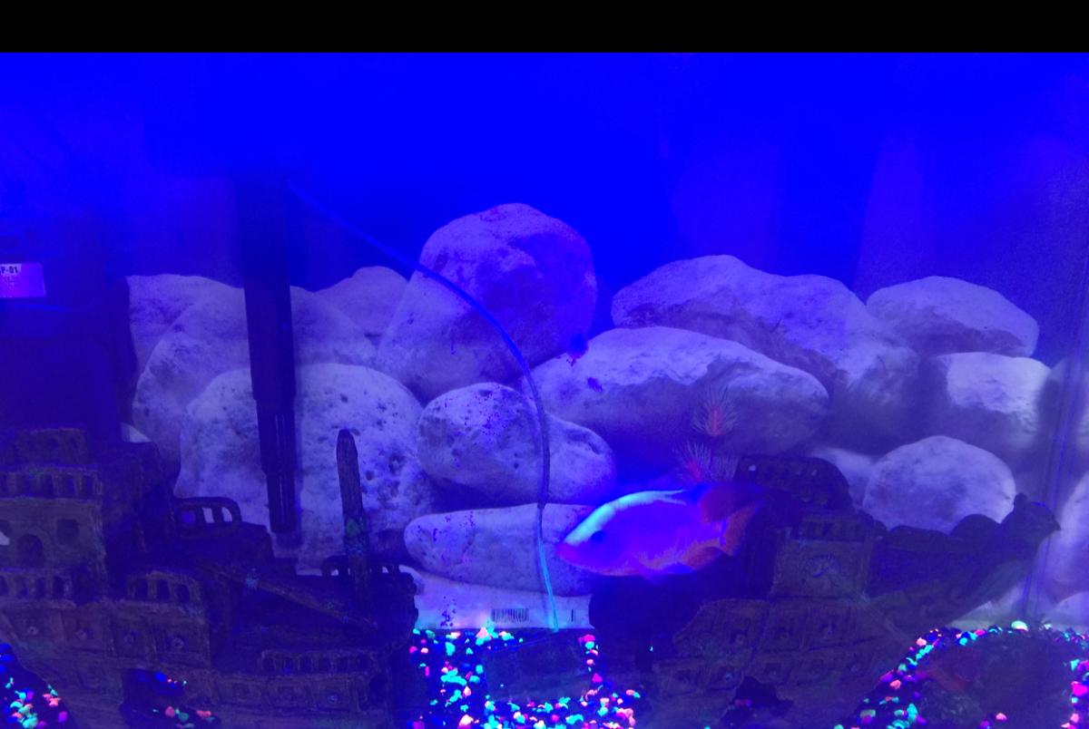 Freshwater Ciclids on Mar 12, 2018