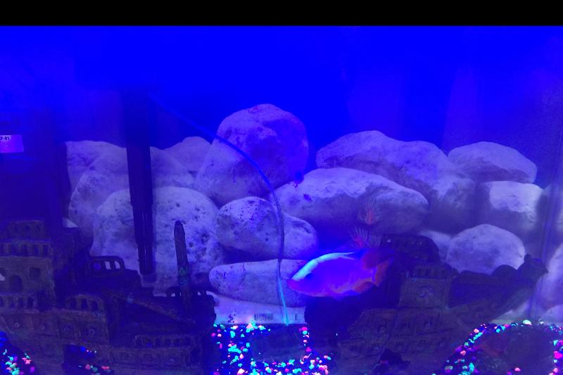 Freshwater Ciclids Thumbnail