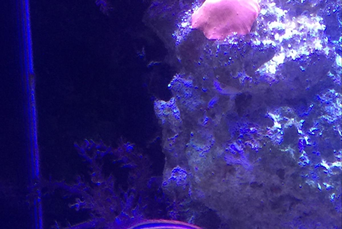 My Reef on Mar 20, 2018