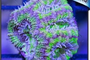 Green and purple acan Thumbnail