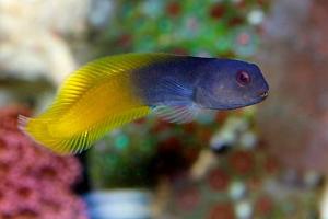 Yellowtail Black Blenny Thumbnail