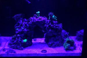 Mini Reef Thumbnail