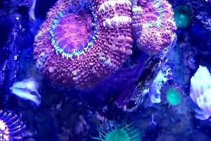Acan Thumbnail