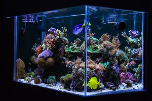 My 250l home reef Thumbnail
