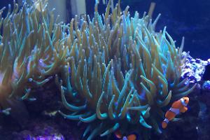 Active Reef Thumbnail