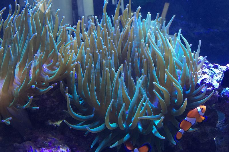 Active Reef Thumbnail