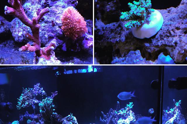Reefer 350 Thumbnail