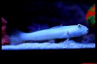 Chalk goby Thumbnail