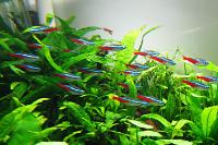 Cardinal/Neon Tetra Mix Thumbnail
