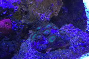 BRIGHT GREEN PALYS Thumbnail