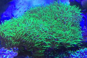 Green star polyps Thumbnail