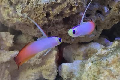 50 gal bowfront on Apr 6, 2018