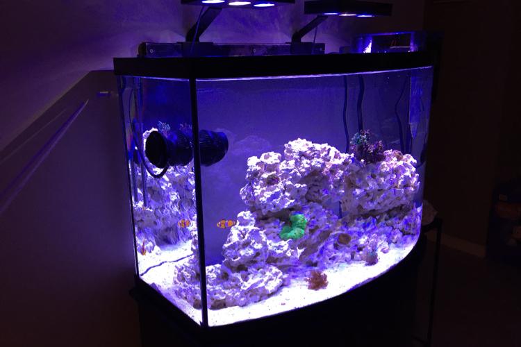36 Gal Bow Front Thumbnail