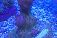 Red planet ora Thumbnail