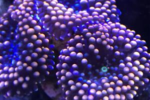 Saltwater Aquarium - Mixed Reef Tank on Apr 15, 2018