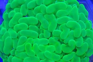 Aussie Super fluorescent Hammer Coral Thumbnail