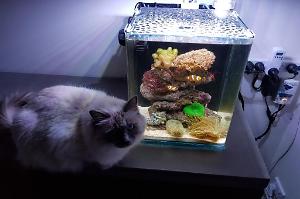 My Aquarium Thumbnail
