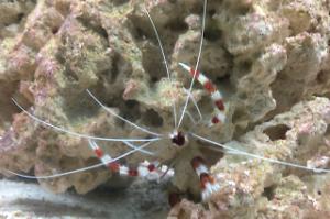 Reef tank  Thumbnail