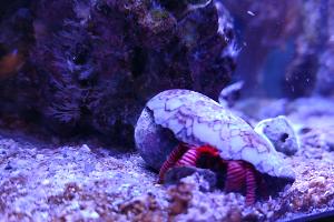 40 gallon - reef Thumbnail