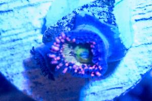 Zoanthid Thumbnail