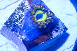 Zoanthid Thumbnail